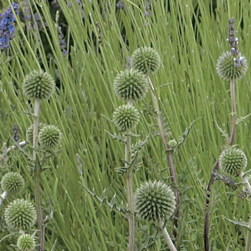 Große Kugeldistel Arctic Glow - Echinops sphaerocephalum (Blüte)