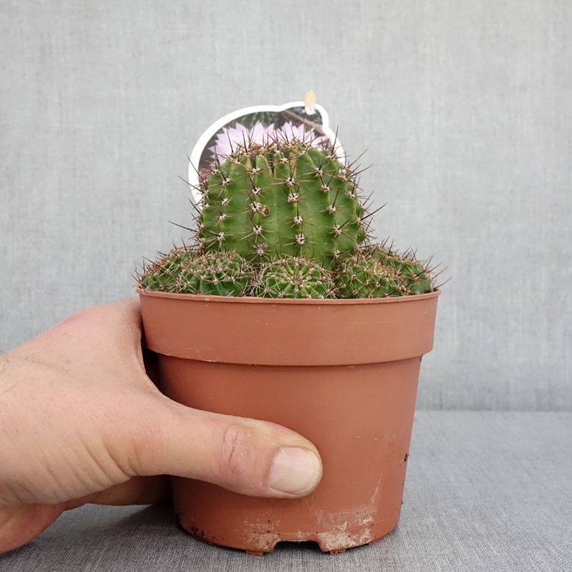 Exemplar von Echinopsis multiplex - Seeigelkaktus Topf mit 1L/1,5LGelieferte Höhe ca. 10cm wie im Winter geliefert