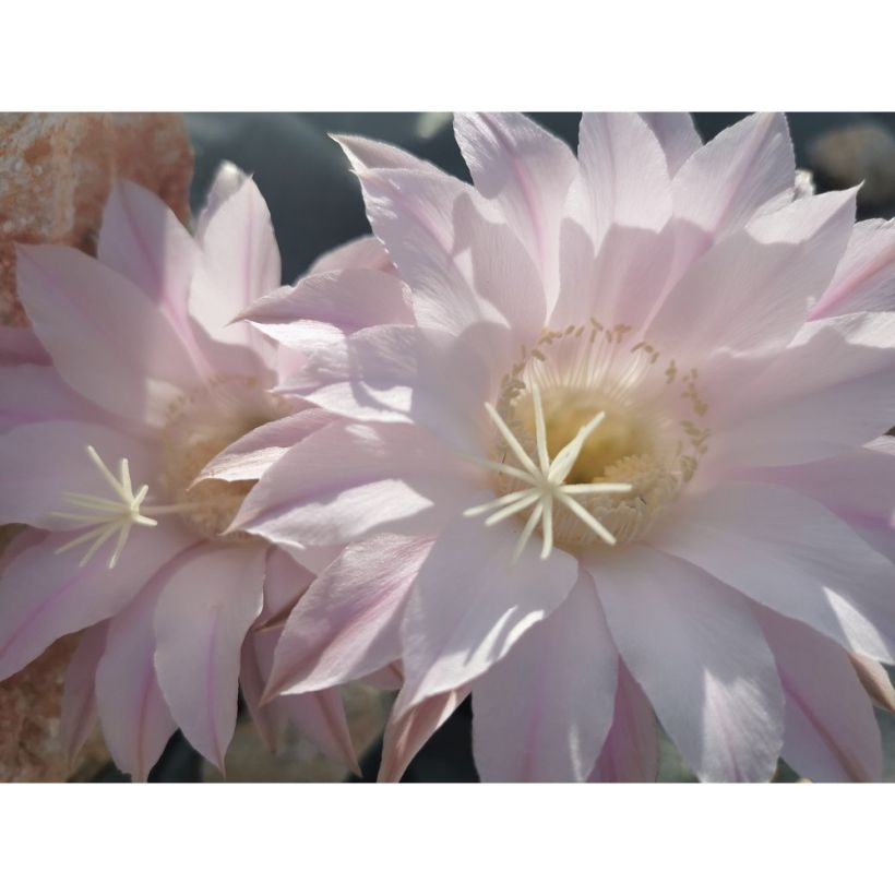 Echinopsis subdenudata - Seeigelkaktus (Blüte)