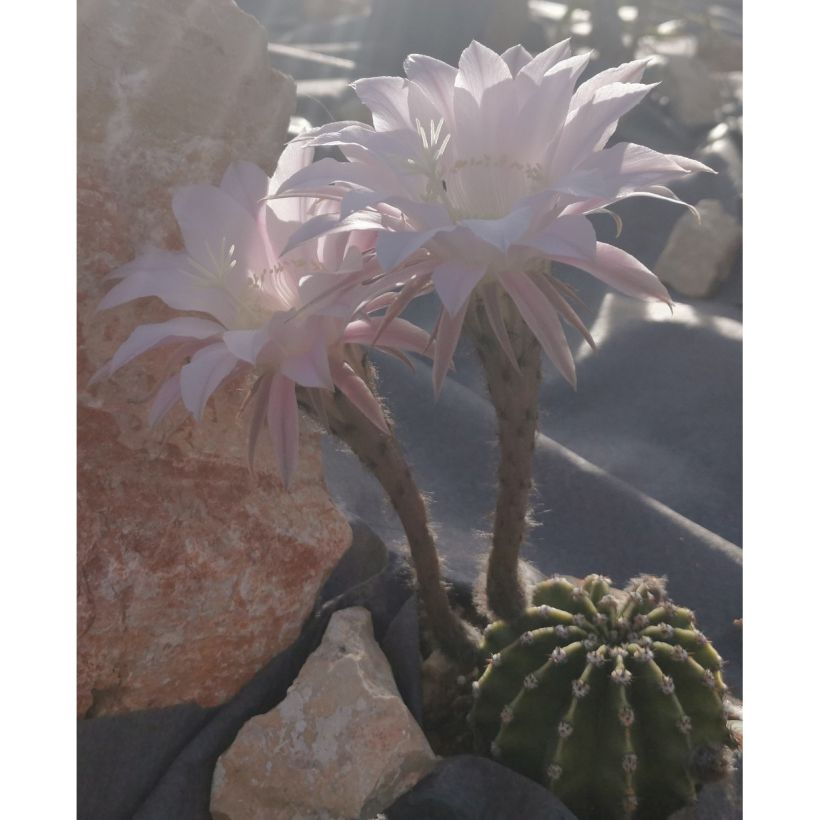 Echinopsis subdenudata - Seeigelkaktus (Hafen)