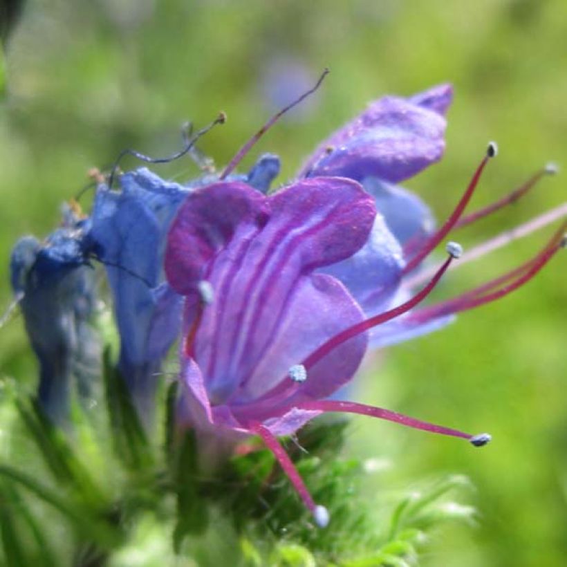 Echium vulgare - Gemeiner Natternkopf (Blüte)