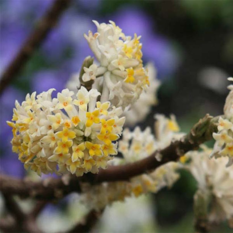 Edgeworthia chrysantha - Edgeworthie (Blüte)