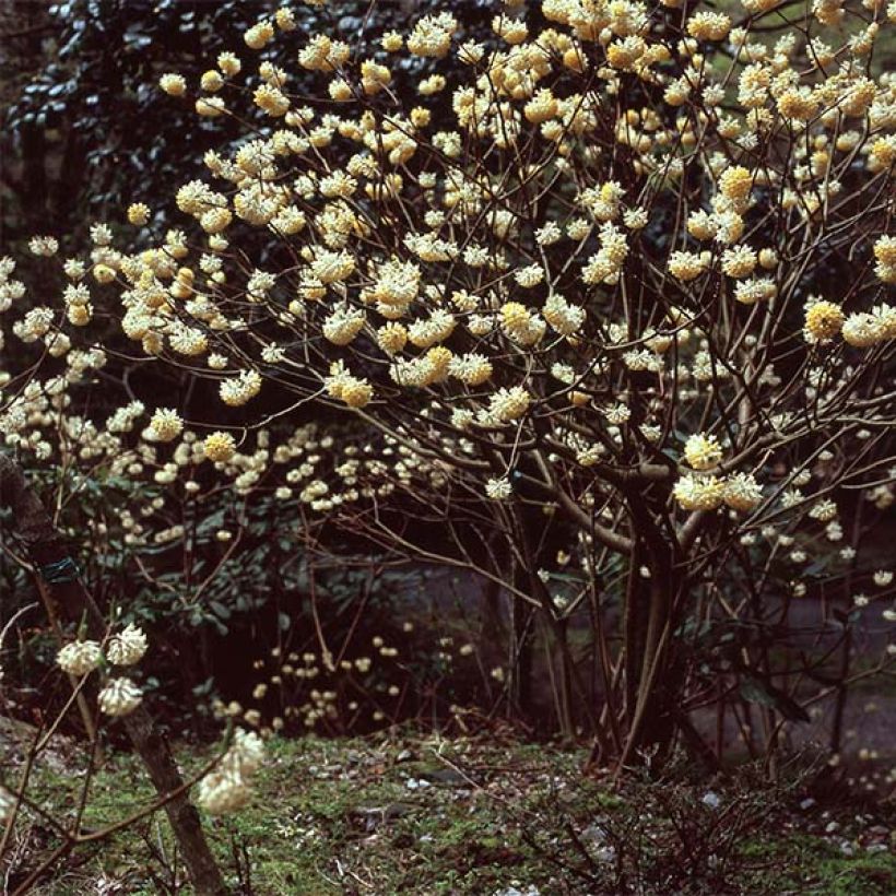 Edgeworthia chrysantha - Edgeworthie (Hafen)