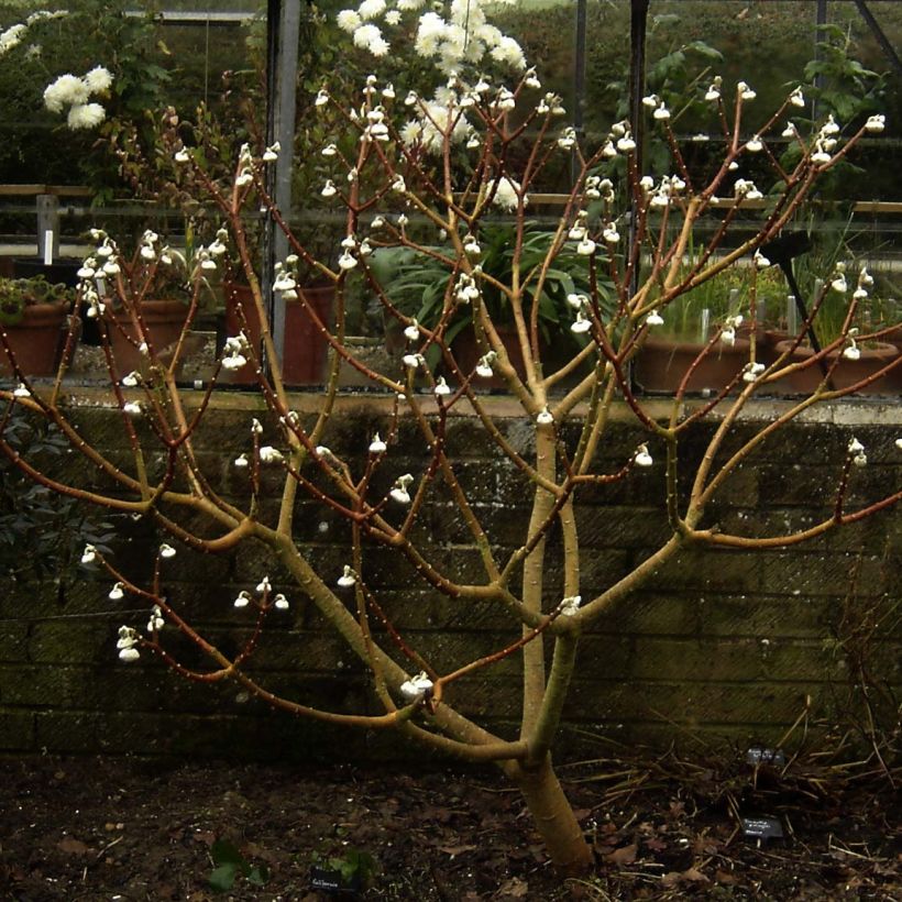 Edgeworthia chrysantha Grandiflora - Edgeworthie (Hafen)