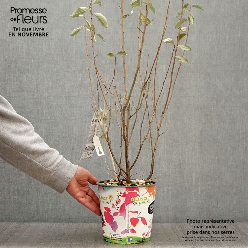 Exemplar von Elaeagnus commutata Zempin - Chalef argenté Pot de 4L/5L wie im Herbst geliefert