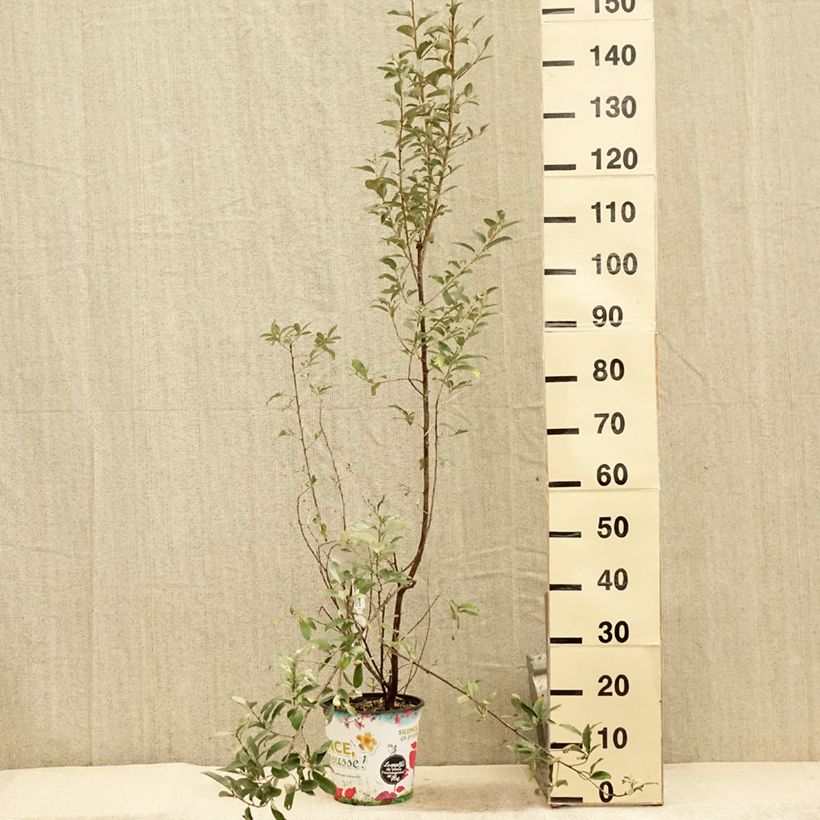 Exemplar von Silber-Ölweide Zempin - Elaeagnus commutata Topf mit 4L/5LGelieferte Höhe ca. 40/60cm wie im Sommer geliefert