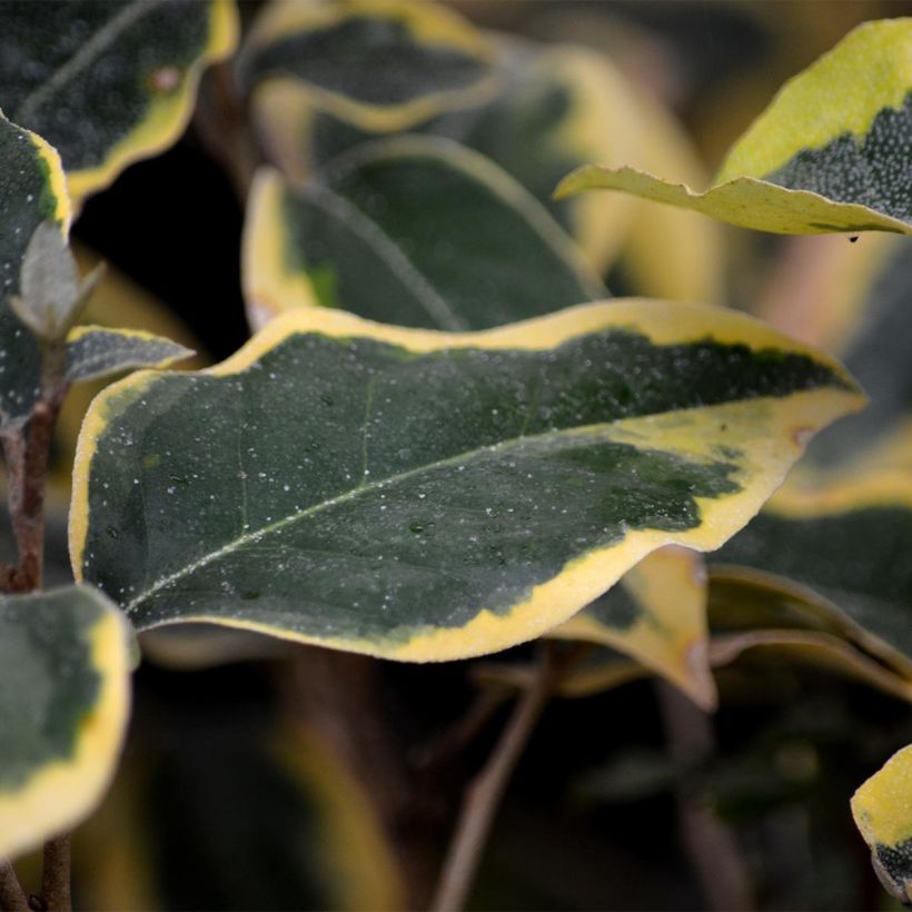 Wintergrüne Ölweide Gilt Edge - Elaeagnus ebbingei (Laub)