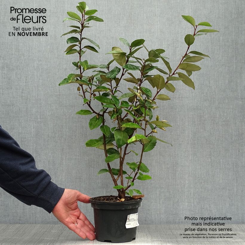 Exemplar von Elaeagnus ebbingei - Chalef de Ebbing 30/40cm en pot de 3L/4L wie im Herbst geliefert