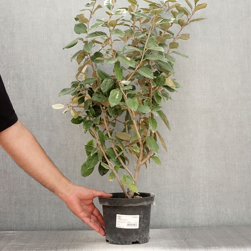 Exemplar von Elaeagnus ebbingei - Chalef de Ebbing 30/40cm en pot de 2L/3L wie im Sommer geliefert