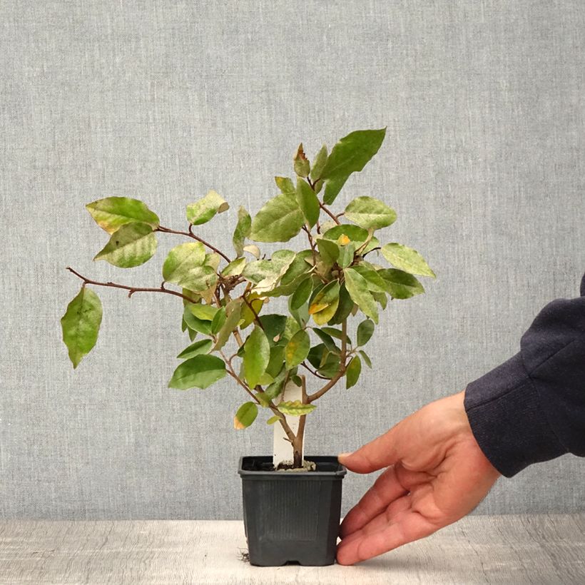 Exemplar von Elaeagnus ebbingei - Chalef Ebbing en godet de 9cm wie im Frühjahr geliefert