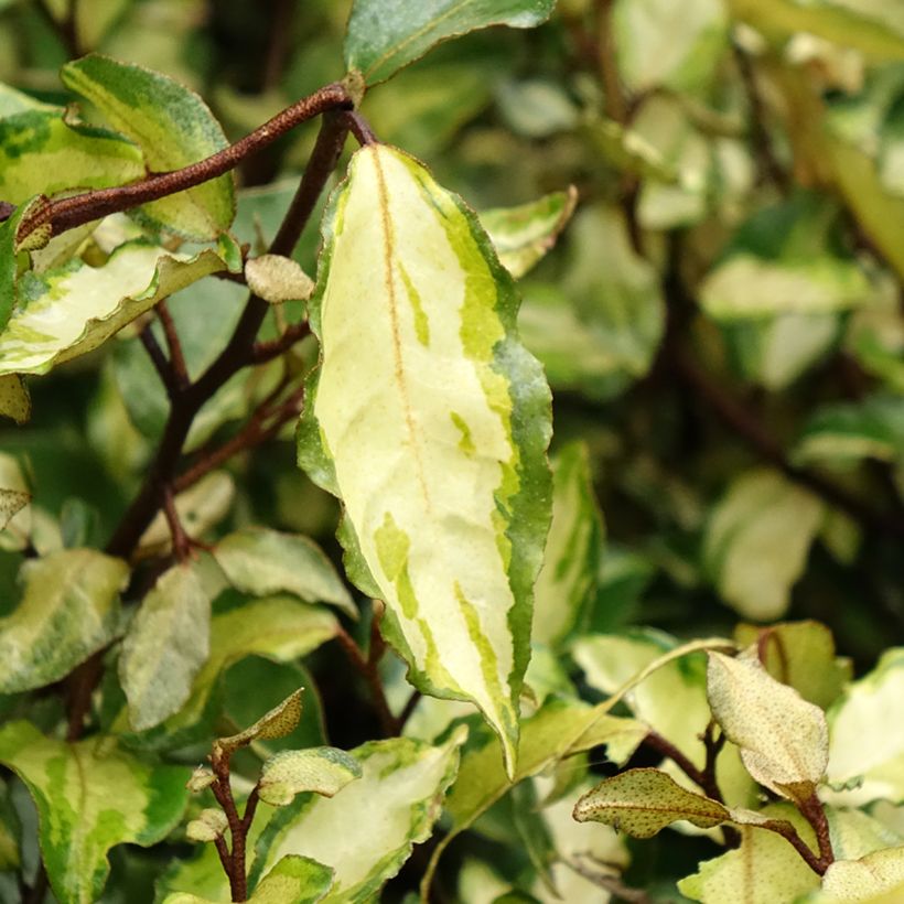 Wintergrüne Ölweide Maryline - Elaeagnus ebbingei (Laub)