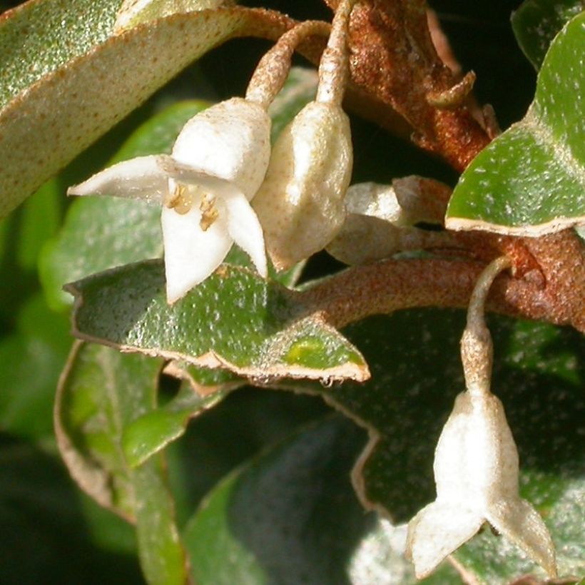 Stechende Ölweide Maculata - Elaeagnus pungens (Blüte)