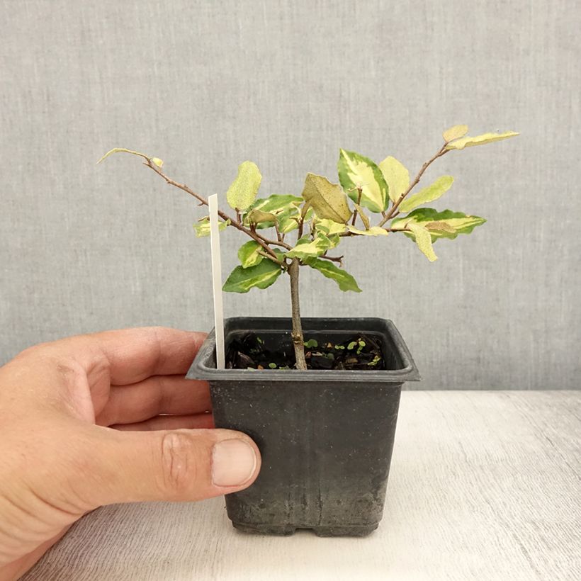 Exemplar von Elaeagnus pungens Maculata en godet de 9cm - Chalef panaché wie im Sommer geliefert