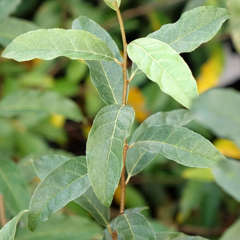 Korallen-Ölweide Pointilla Amoroso - Elaeagnus umbellata (Laub)