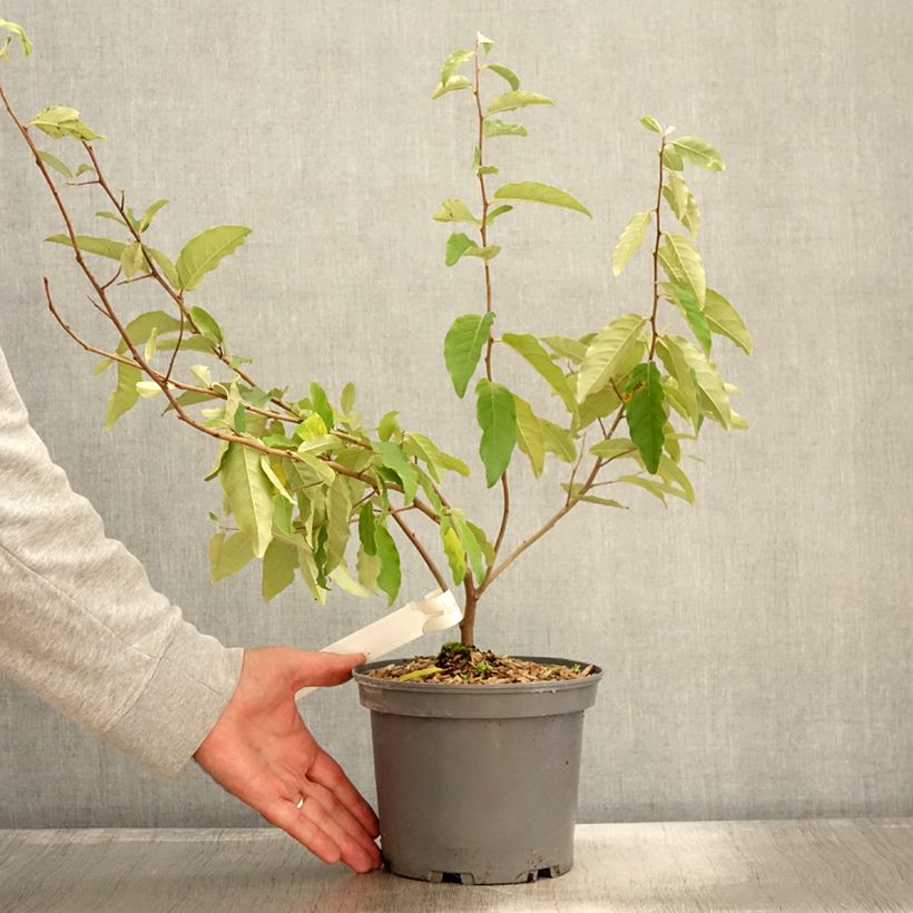 Exemplar von Elaeagnus umbellata Fortunella - Goumi du Japon Pot de 2L/3L wie im Herbst geliefert