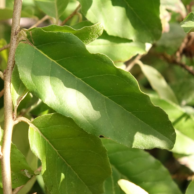 Korallen-Ölweide Fortunella - Elaeagnus umbellata (Laub)