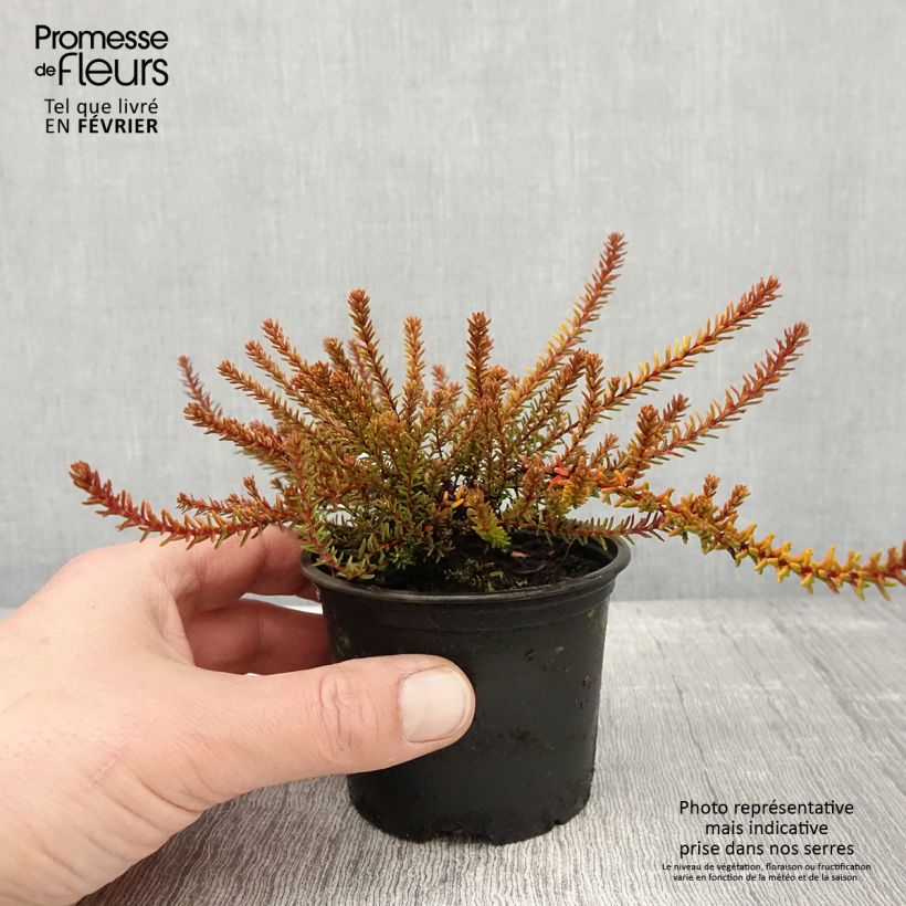 Exemplar von Empetrum nigrum Bernstein - Camarine noire - Pot de 10 cm/11cm wie im Winter geliefert