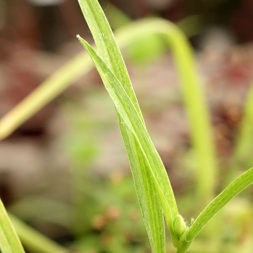 Tradescantia andersoniana Bilberry Ice - Dreimasterblume (Laub)