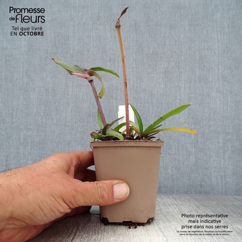 Exemplar von Tradescantia andersoniana Karminglut - Dreimasterblume wie im Herbst geliefert