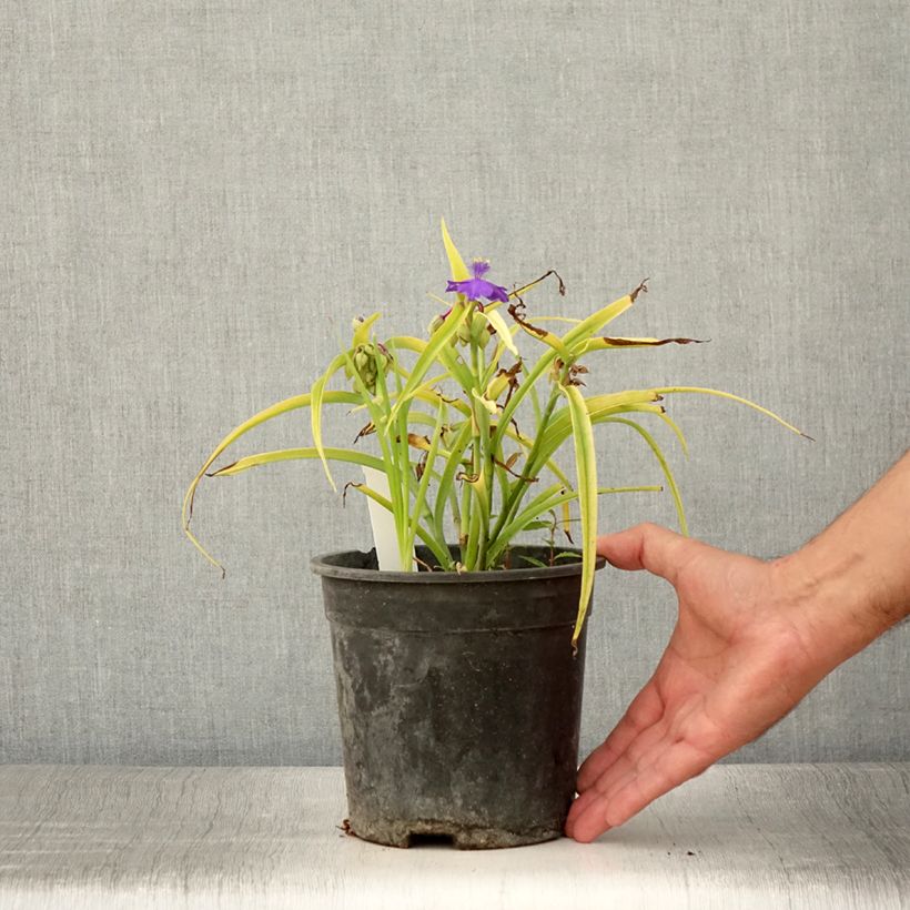 Exemplar von Éphémère de Virginie - Tradescantia andersoniana Sweet Kate - Pot de 2L/3L wie im Sommer geliefert