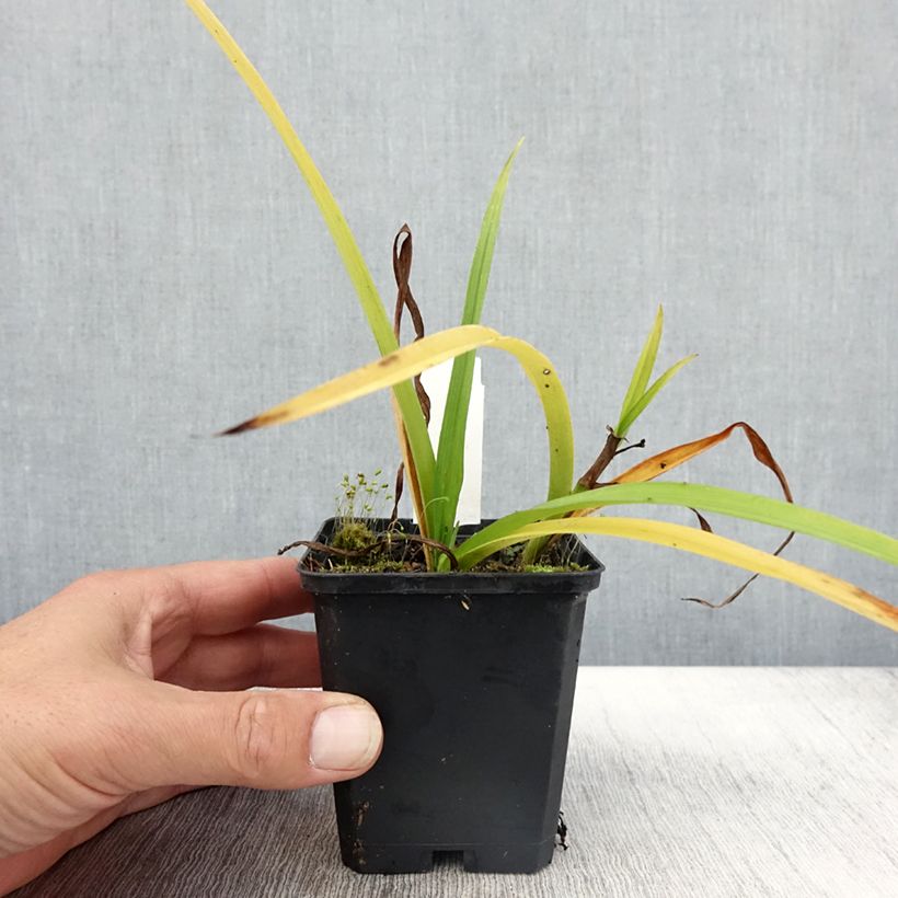 Exemplar von Ephémère de Virginie - Tradescantia x andersoniana Innocence  Godet de 9cm wie im Herbst geliefert