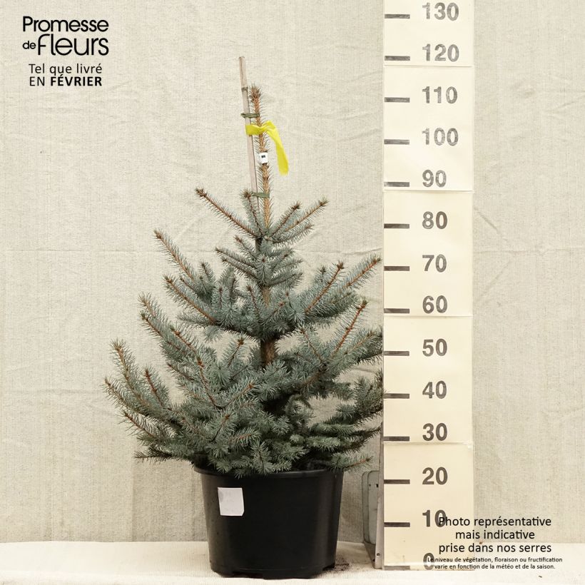 Exemplar von Epicéa bleu - Picea pungens Edith - Pot 7,5L/10L wie im Winter geliefert