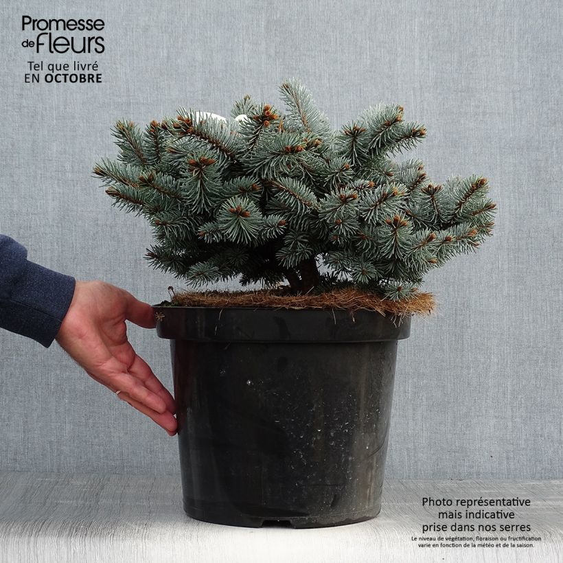 Exemplar von Epicea bleu - Picea pungens Glauca Globosa 20/30 cm en pot de 4L/5L                wie im Herbst geliefert