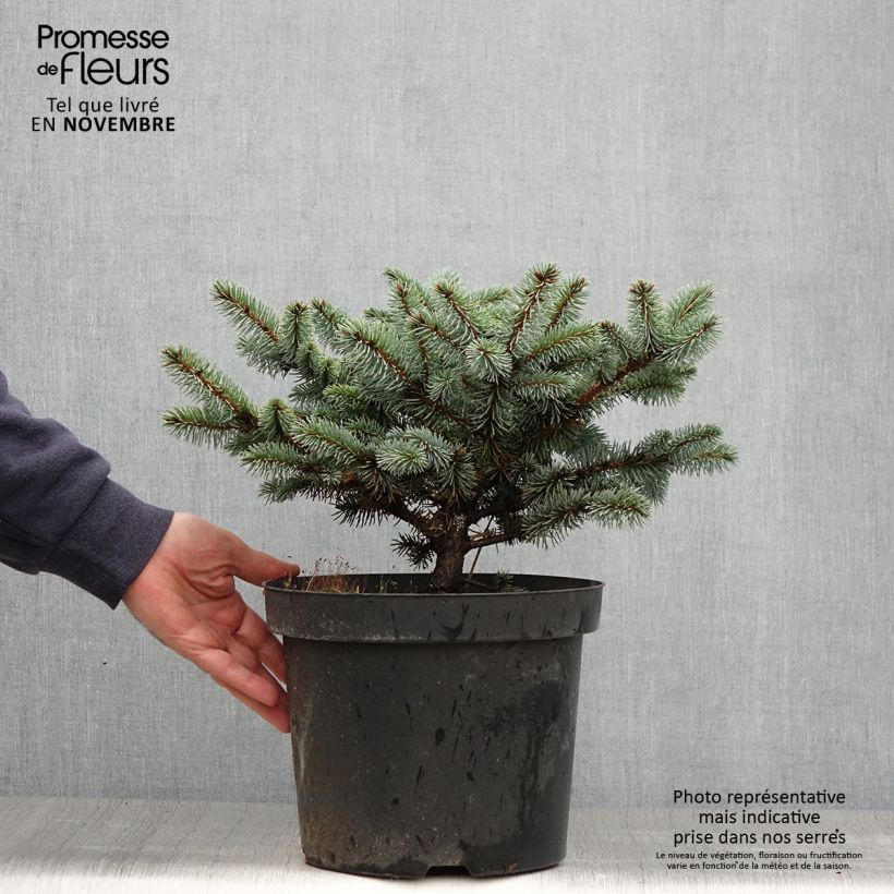 Exemplar von Epicea bleu - Picea pungens Glauca Globosa en pot de 3L wie im Herbst geliefert