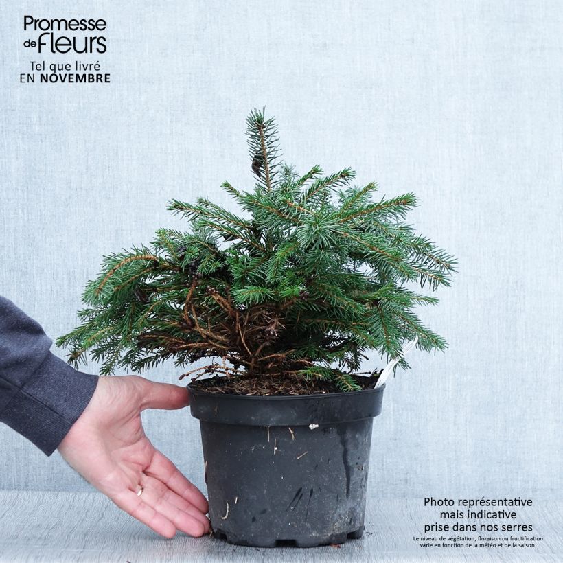 Exemplar von Epicea commun - Picea abies Maxwellii Pot de 2L/3L wie im Herbst geliefert