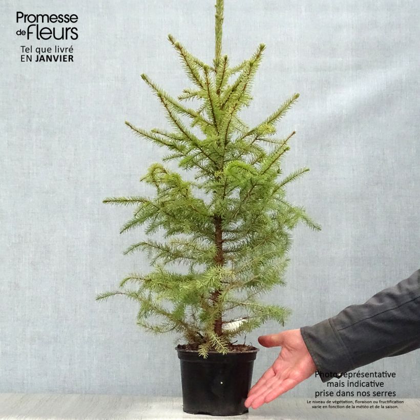 Exemplar von Picea omorika Nana Topf mit 2L/3LGelieferte Höhe ca. 70cm wie im Winter geliefert