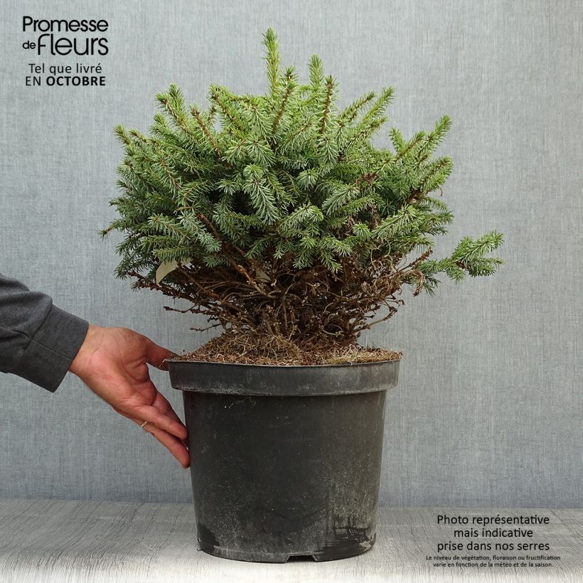 Exemplar von Épicéa de Serbie Nana - Picea omorika en pot de 7,5L/10L wie im Herbst geliefert