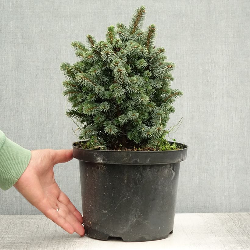 Exemplar von Épicéa de Sitka - Picea sitchensis Midget Pot de 4L/5L wie im Sommer geliefert