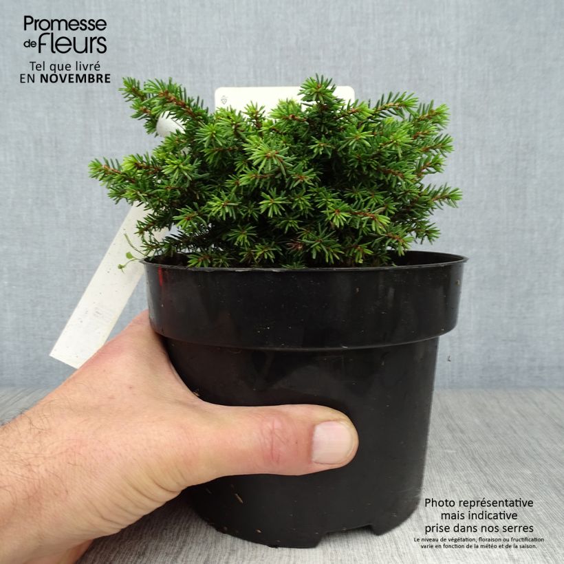 Exemplar von Épicéa nain - Picea abies Little Gem  2L/3L                       Pot de 2L/3L wie im Herbst geliefert