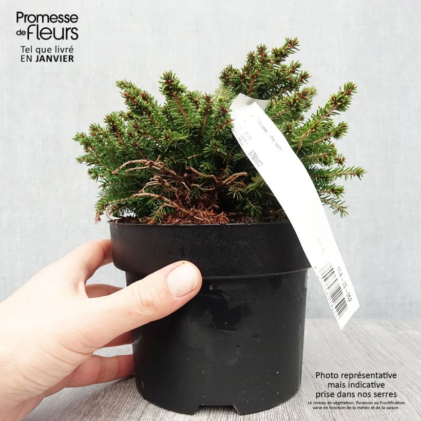 Exemplar von Épicéa nain - Picea abies Little Gem  2L/3L                       Pot de 2L/3L wie im Winter geliefert