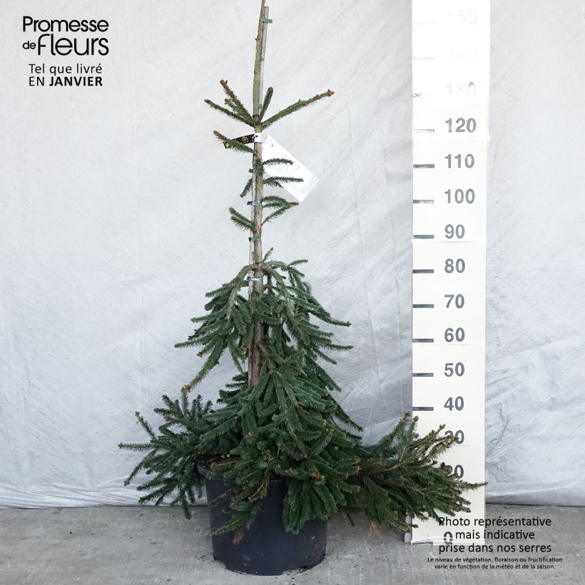 Exemplar von Épicéa pleureur - Picea abies Inversa Pot 12/15L wie im Winter geliefert