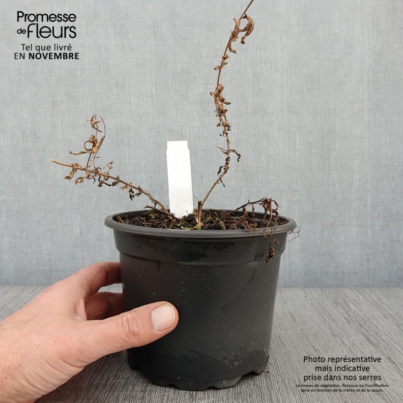 Exemplar von Epilobe blanche - Epilobium angustifolium album en pot de 2/3L wie im Herbst geliefert