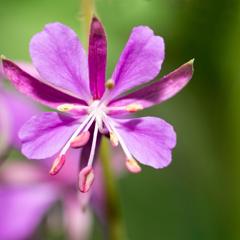 Epilobium angustifolium - Schmalblättriges Weidenröschen (Blüte)