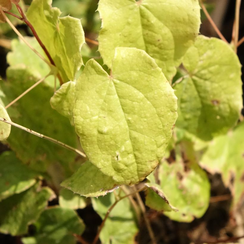 Epimedium Asiatic hybrids - Elfenblume (Laub)