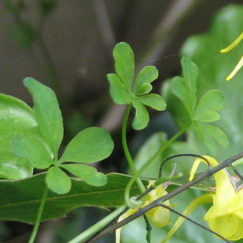 Epimedium davidii - Elfenblume (Laub)