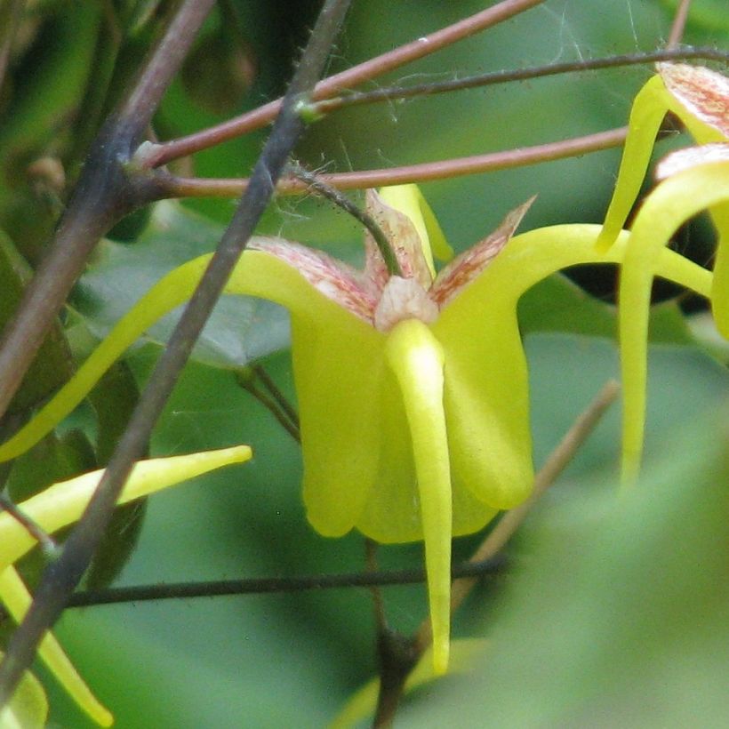 Epimedium davidii - Elfenblume (Blüte)