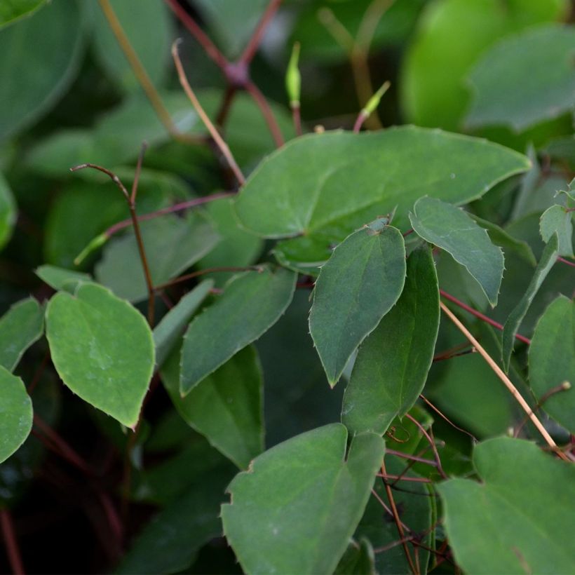 Epimedium grandiflorum - Großblumige Elfenblume (Laub)