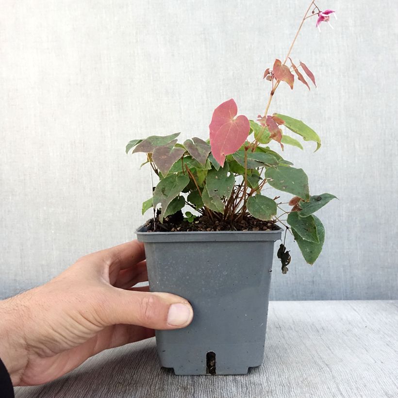 Exemplar von Epimedium hybride Pretty in Pink - Fleur des Elfes - Pot de 1L/1,5L wie im Herbst geliefert