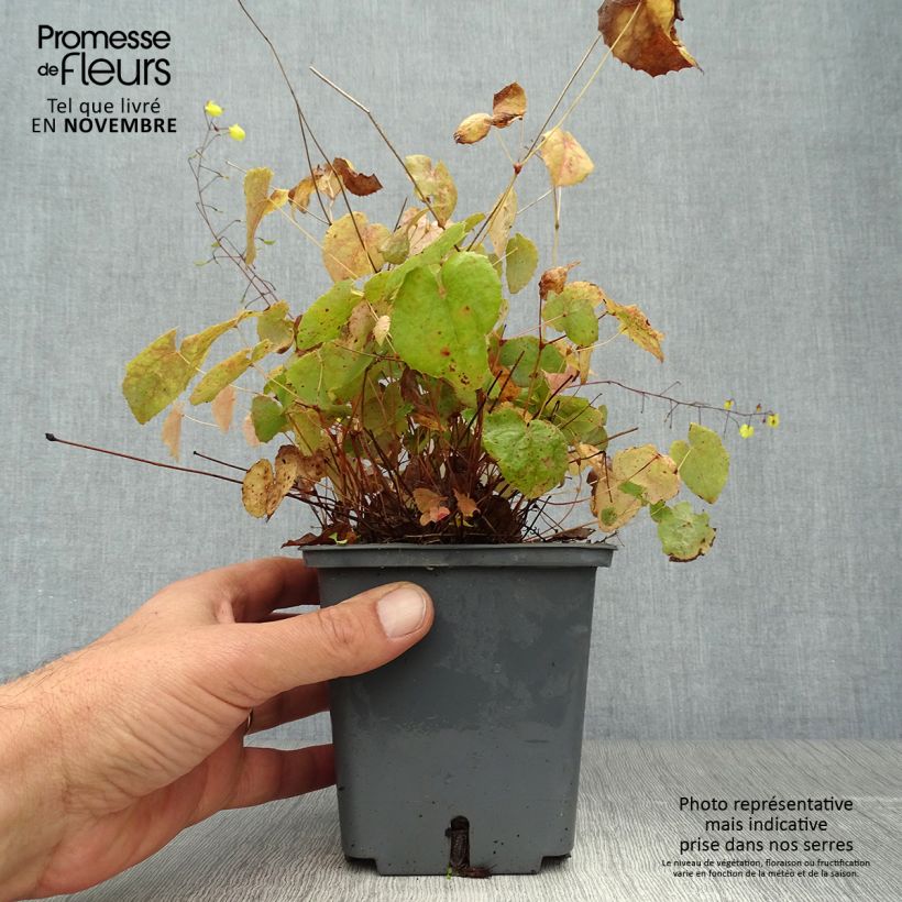 Exemplar von Epimedium hybride Sunny and Share - Fleur des Elfes Pot de 1L/1,5L wie im Herbst geliefert