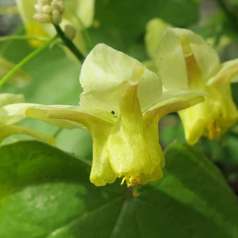 Epimedium pinnatum - Gefiederte Elfenblume (Blüte)