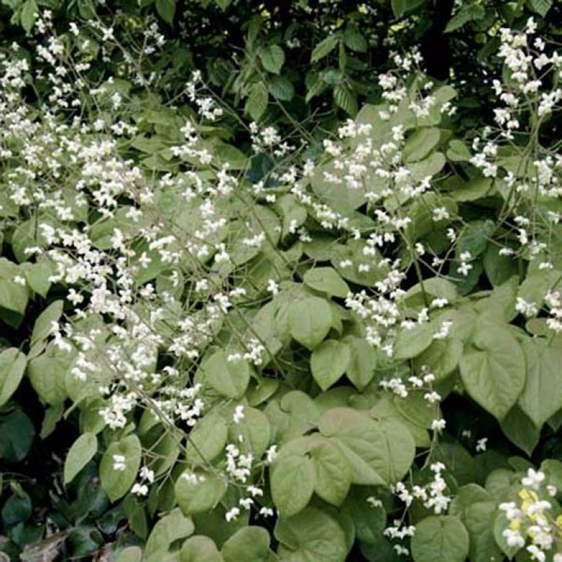 Epimedium pubigerum - Flaumige Elfenblume (Hafen)