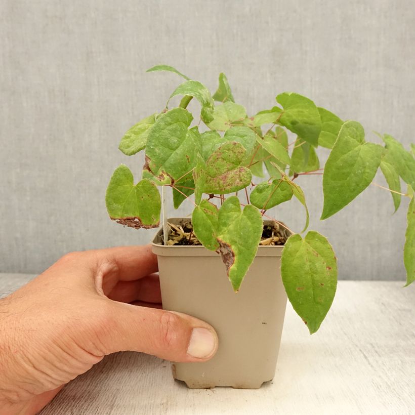 Exemplar von Epimedium rubrum Galadriel - Rote Elfenblume Kleine Töpfe von 8/9 cm wie im Sommer geliefert