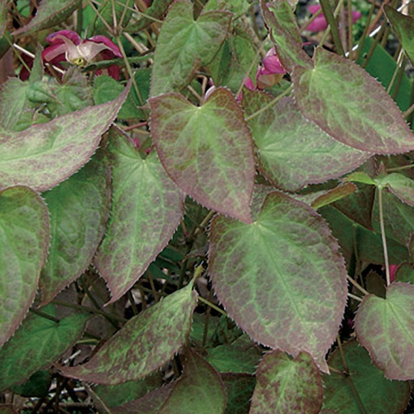 Epimedium rubrum - Rote Elfenblume (Laub)