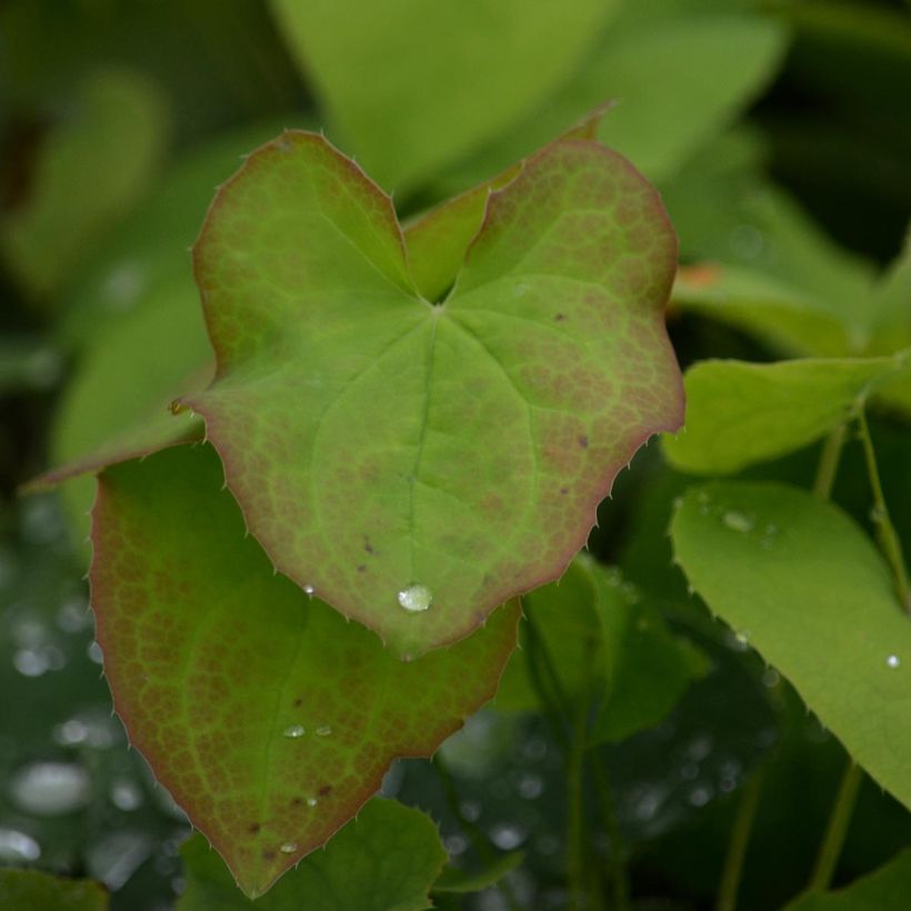 Epimedium warleyense - Warley-Elfenblume (Laub)