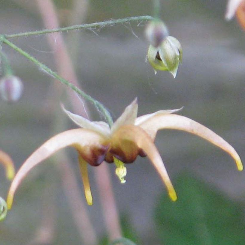 Epimedium wushanense Caramel - Elfenblume (Blüte)