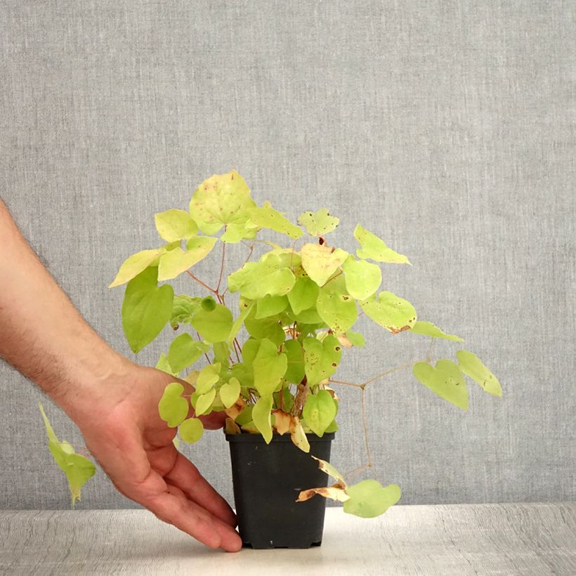 Exemplar von Epimedium youngianum Yenomoto, Fleur des elfes Godet de 8/9 cm wie im Sommer geliefert